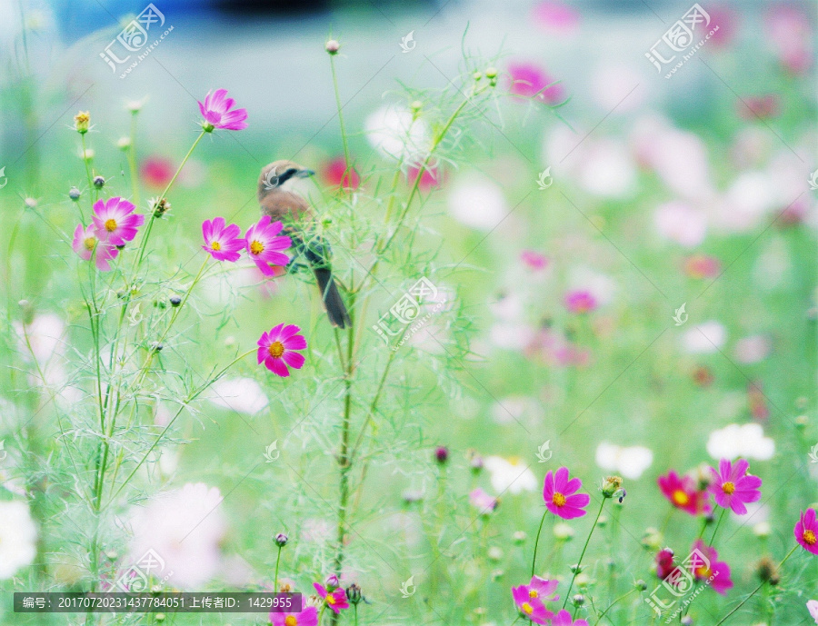 麻雀,花丛中的守候