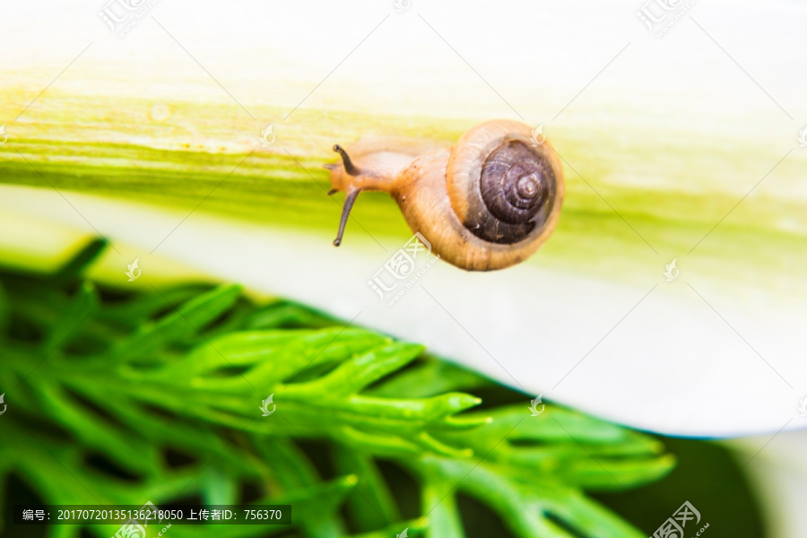 蜗牛和绿叶