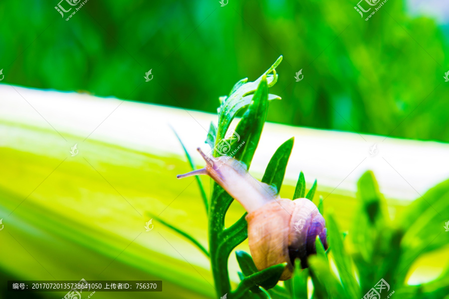 蜗牛和绿叶