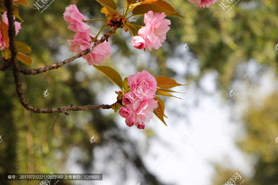 粉红色樱花