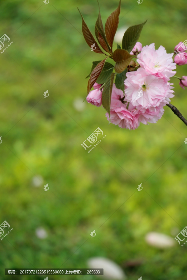 一束淡雅的樱花