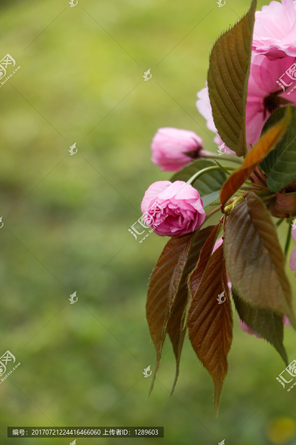 一束淡雅的樱花