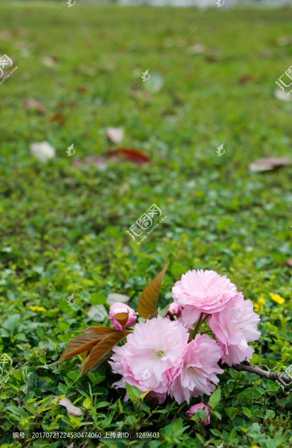 草地上的一束樱花