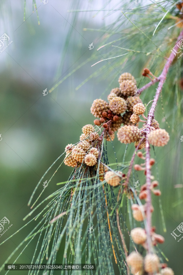 植物果实