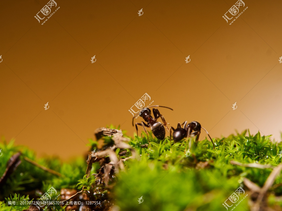 蚂蚁ant150