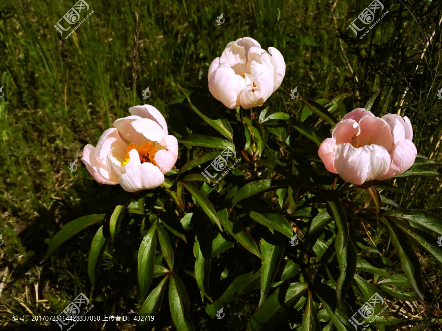 野生芍药花