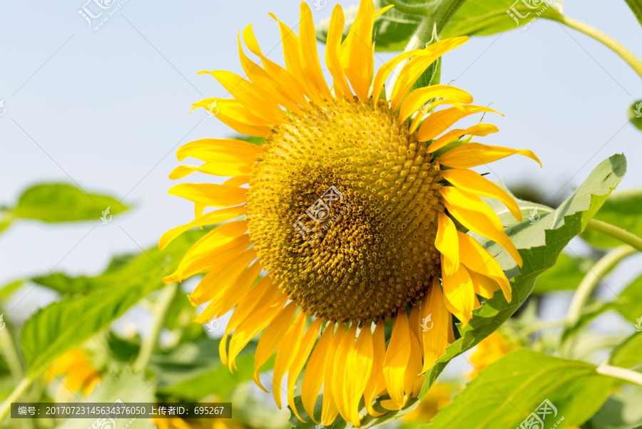 观赏植物太阳花
