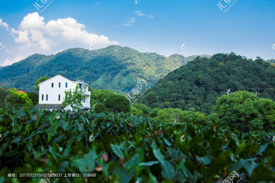 梅家坞,茶山