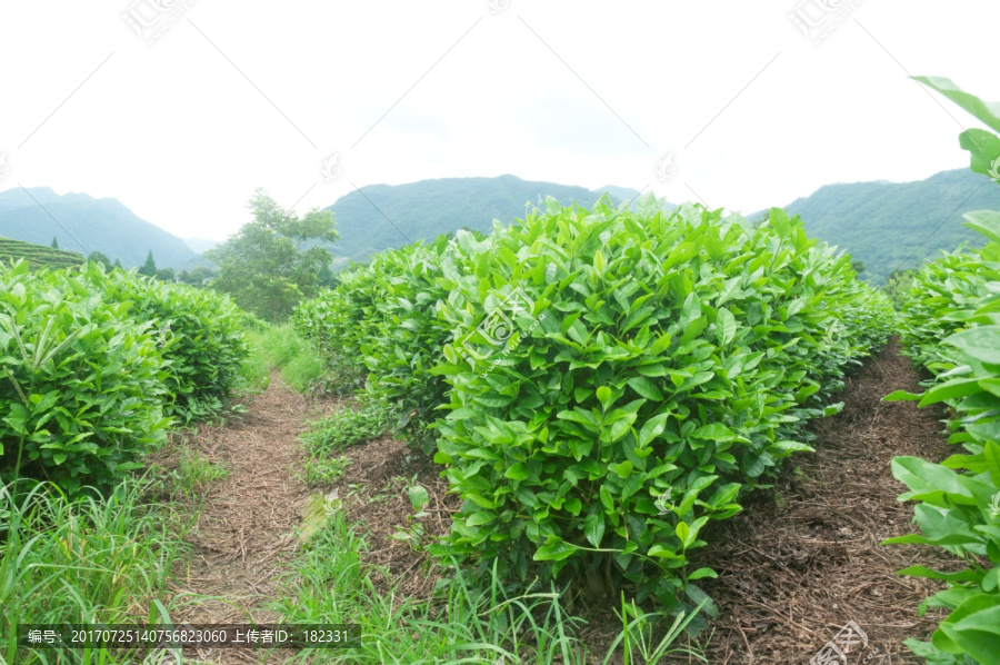 茶田茶叶