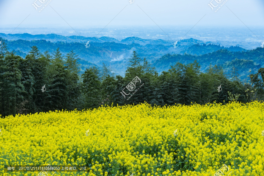 都江堰向峨乡油菜花