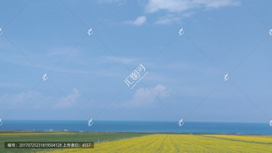 青海湖油菜花