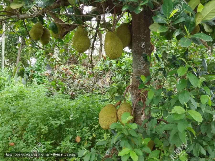 台湾菠萝蜜树