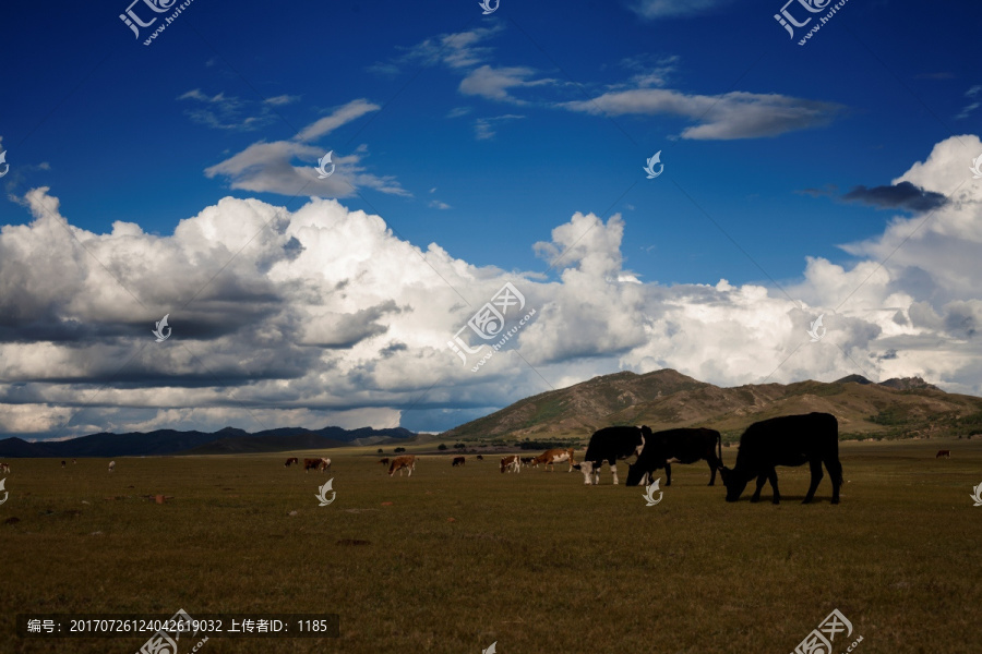 金色草原牧场,草原牛羊,草原