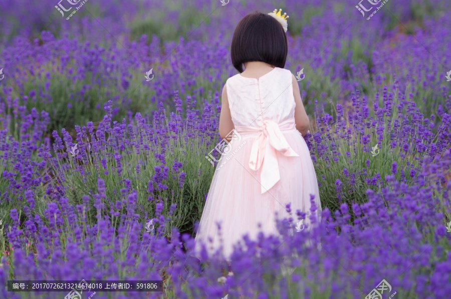 薰衣草花田中穿裙子的女孩