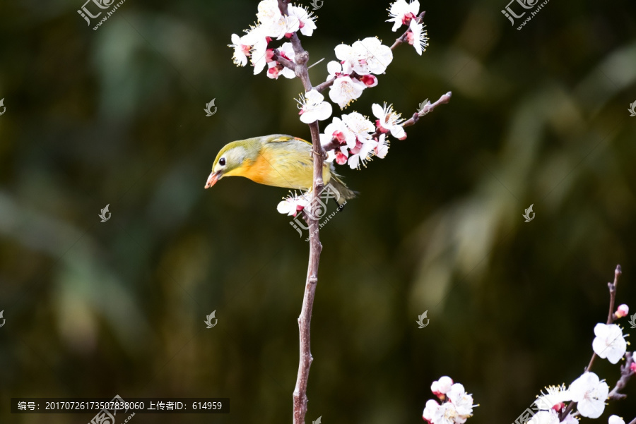 花朵上的红嘴相思鸟