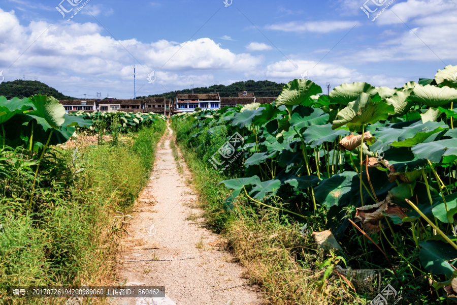 荷塘小路