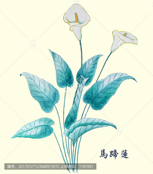 手繪水彩花卉花草馬蹄蓮
