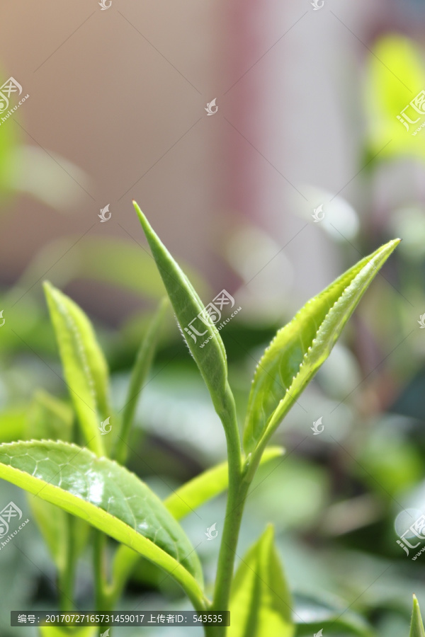 普洱茶嫩芽芽头