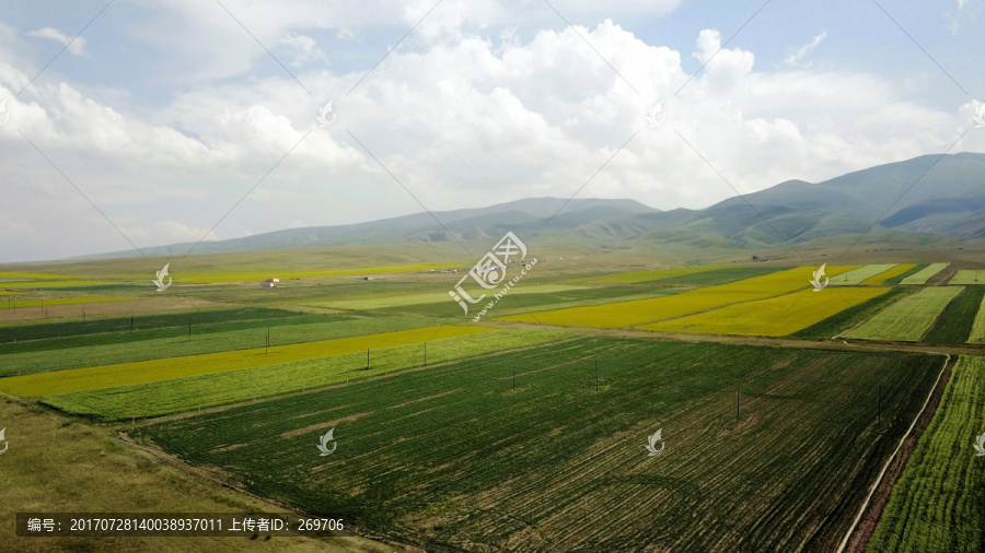 青藏公路沿途风景万亩油菜花