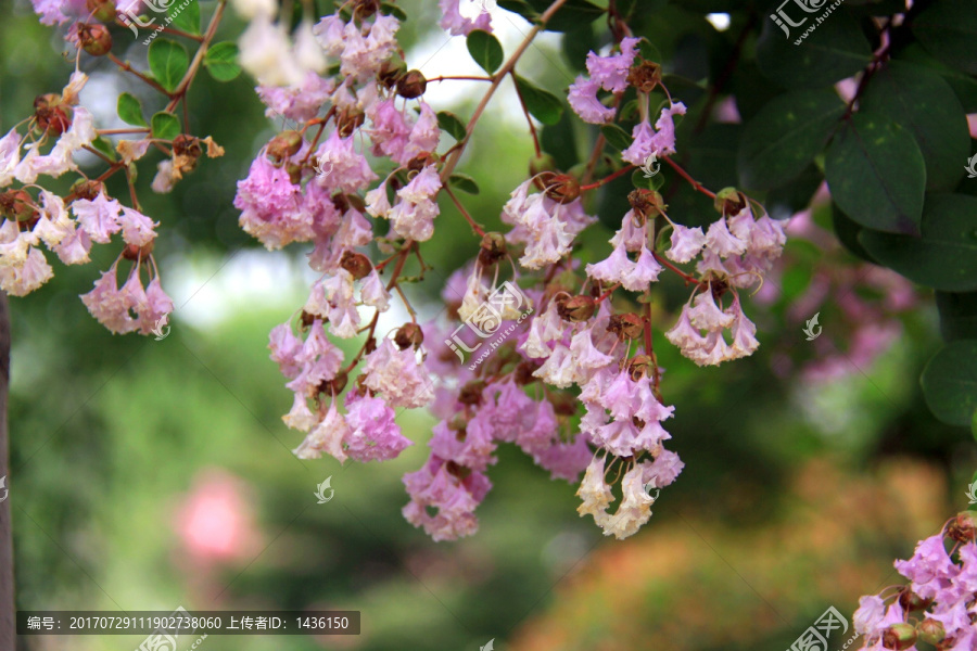 紫薇花背景,绿化植物