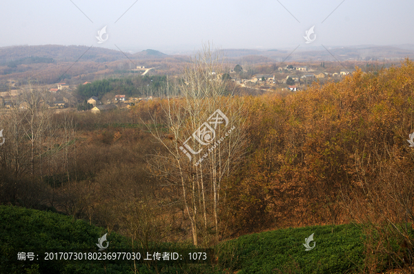 茶园,山林,村庄