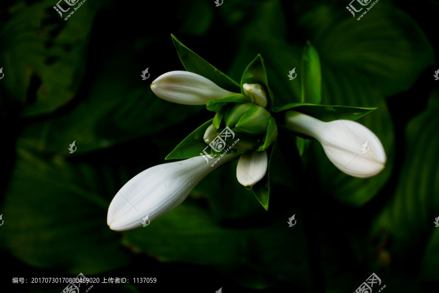 白玉簪,花卉