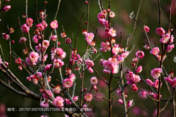 梅花,粉色,开花,早春,绽放