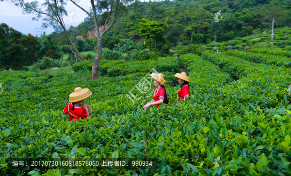 采茶姑娘,茶园,茶场