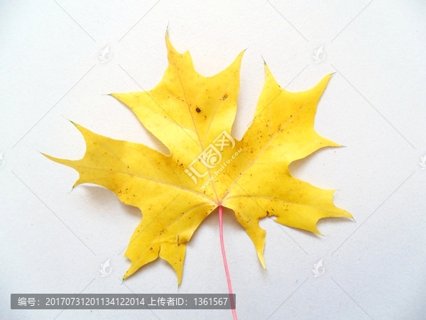 黃色楓葉底紋