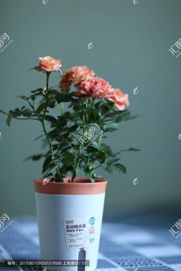 盆栽玫瑰