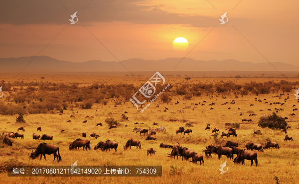 非洲大草原