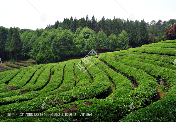 生态茶山,生态茶园,绿色茶园