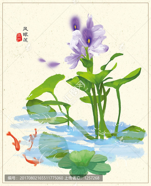 鳳眼蓮
