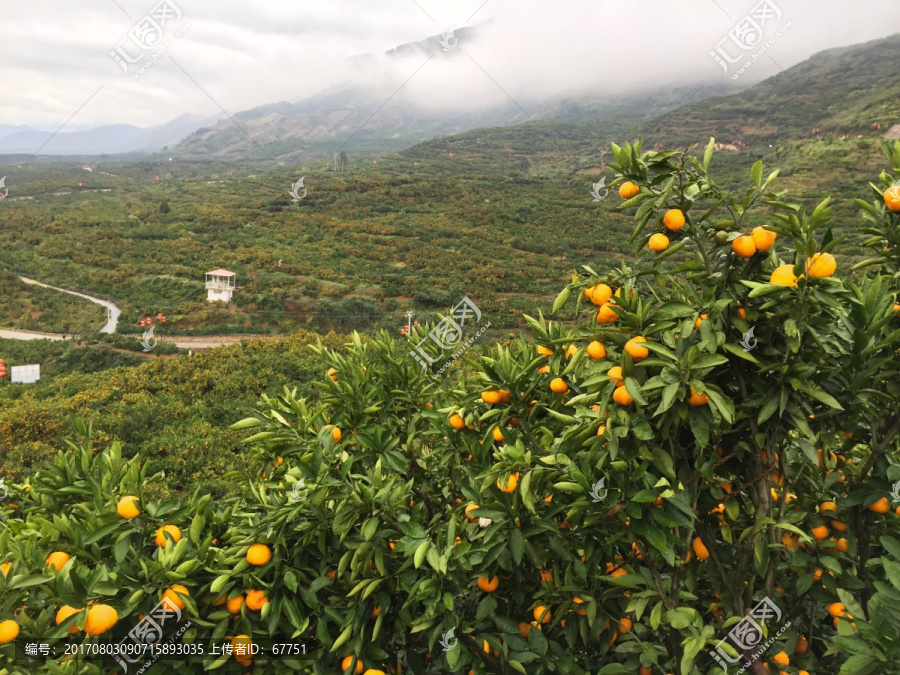 柑橘树