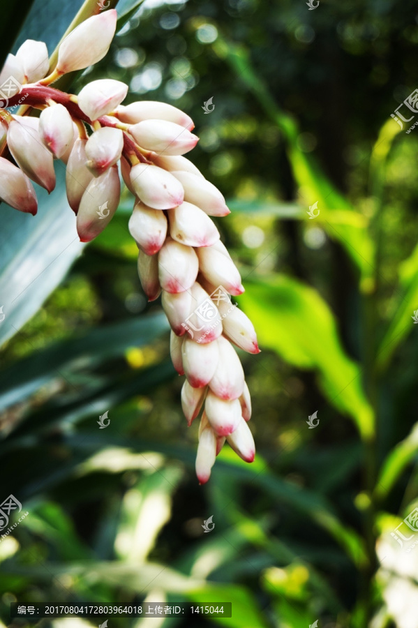 花,植物,美丽,花瓣