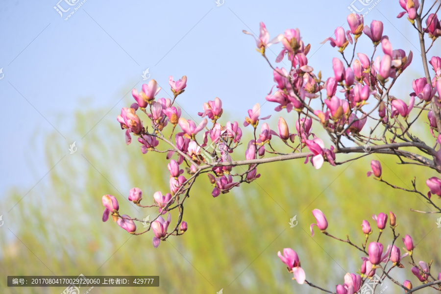 玉兰花,园林植物