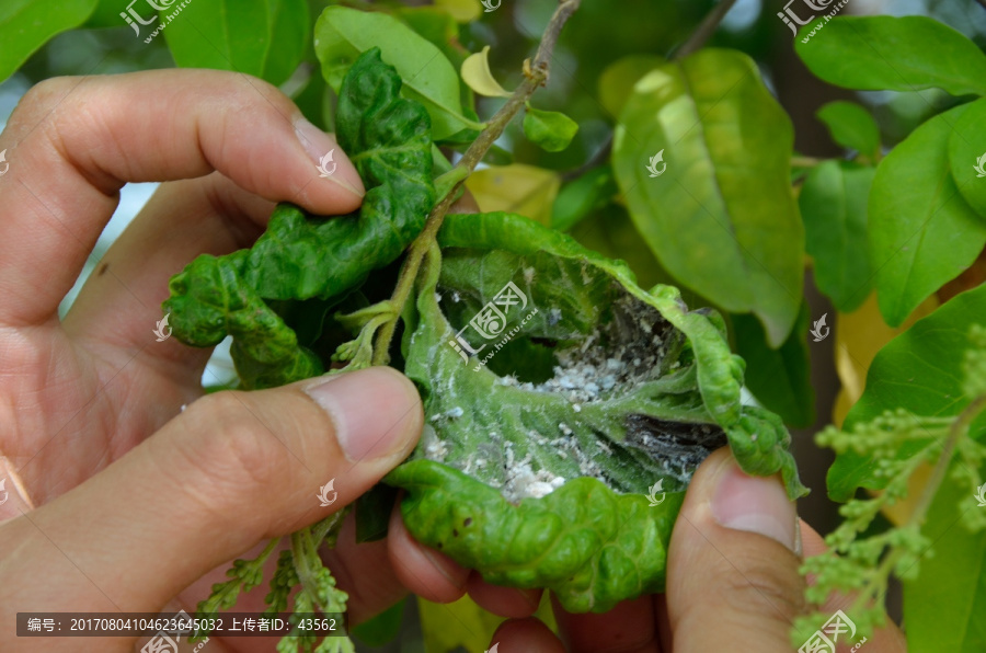 蚧殼蟲 吹綿蚧