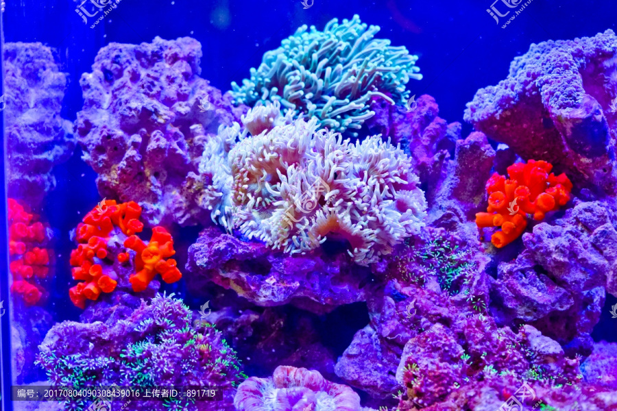 海底世界,珊瑚