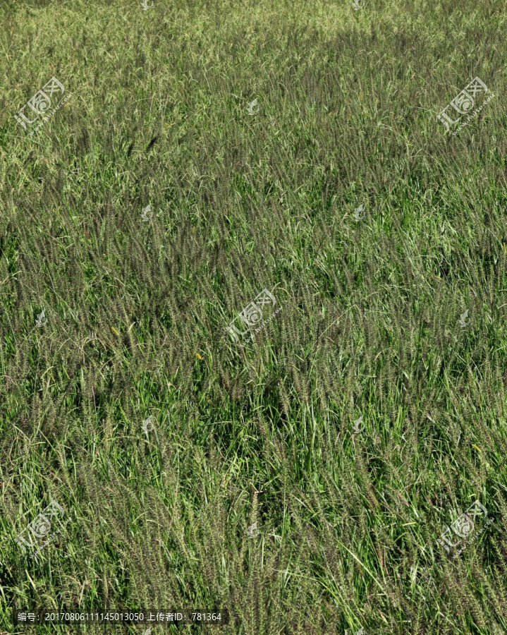 荒草地,沼泽野草