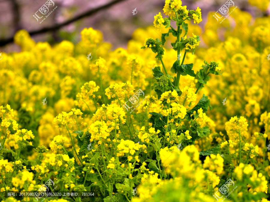 油菜花