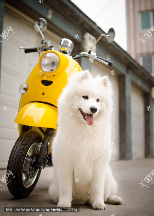 Samoyed萨摩耶犬