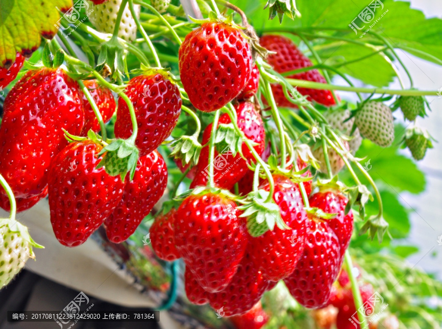 红草莓素材,高清草莓果
