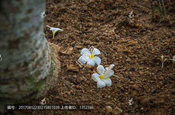 鸡蛋花