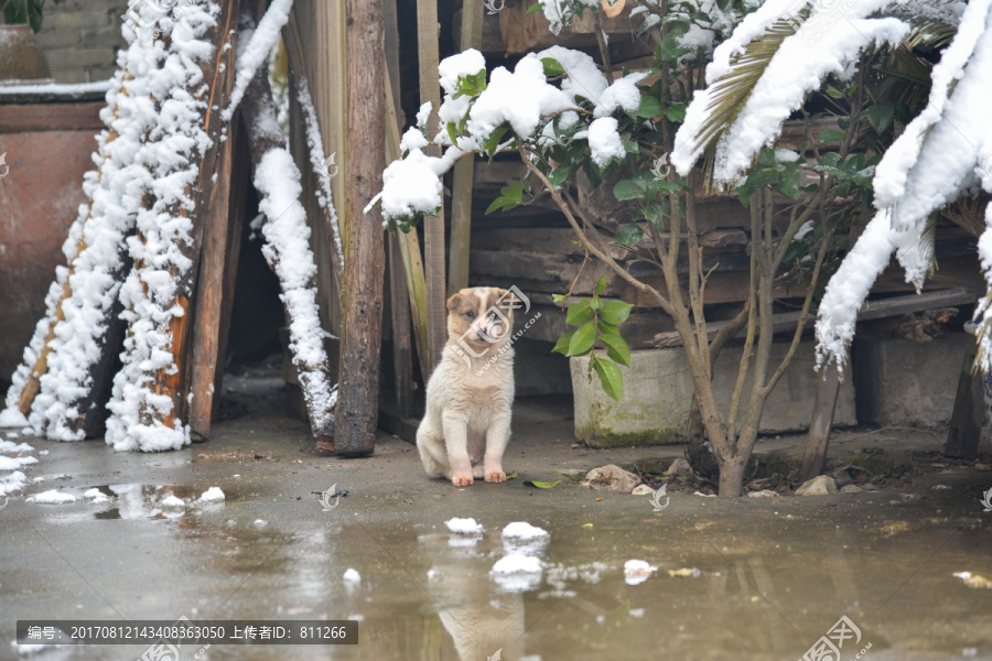 田园幼犬