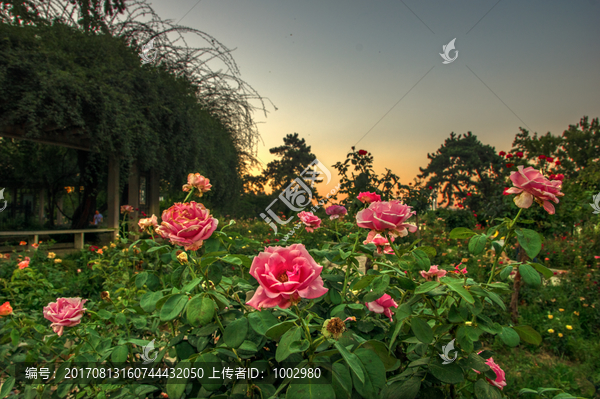 夕阳晚霞玫瑰园