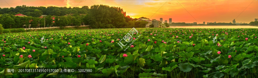 夕阳晚霞荷塘