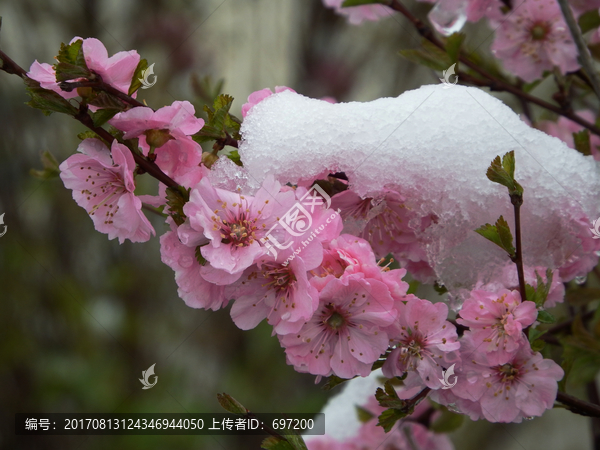 寒梅傲雪