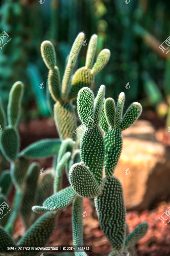 沙漠仙人掌