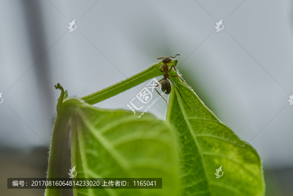 绿叶,蚂蚁