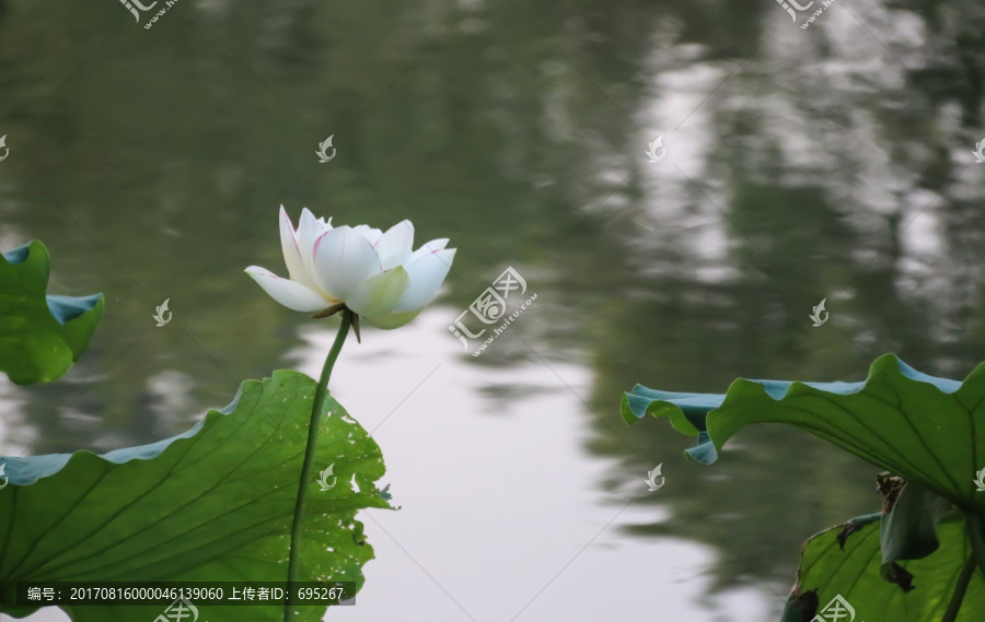 荷花特写